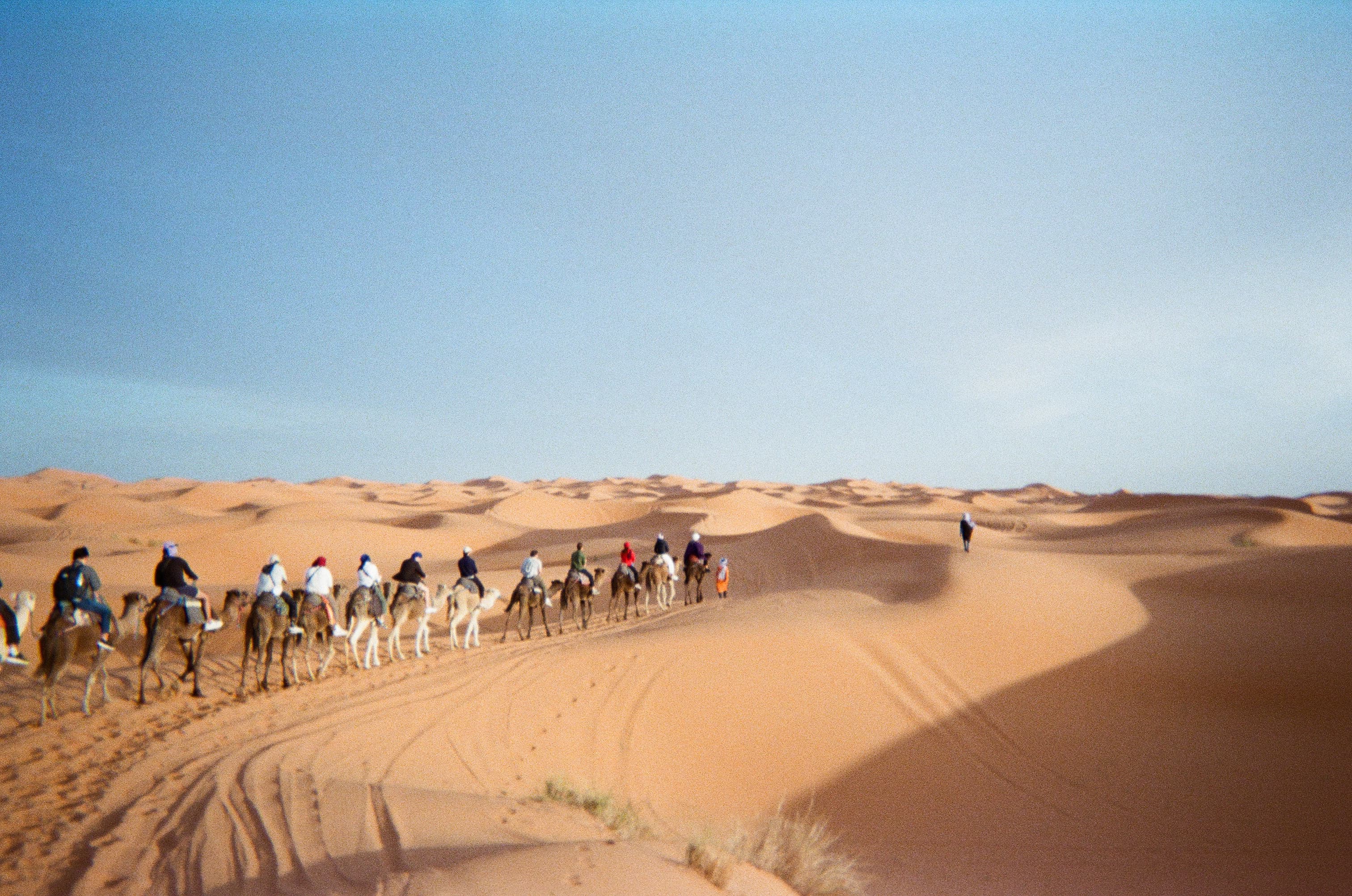Camel caravan in Sahara desert